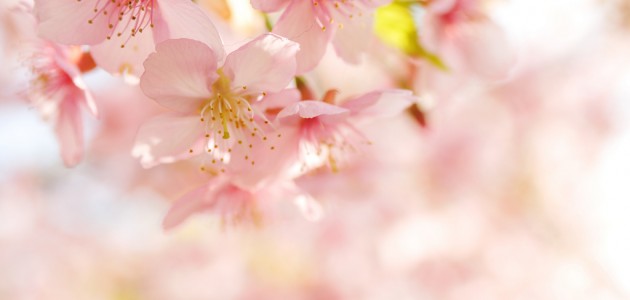 flower 1