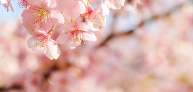 flower 2