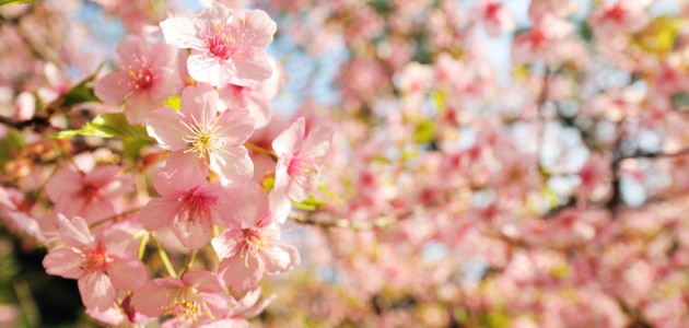flower 3