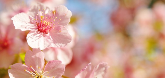flower 4